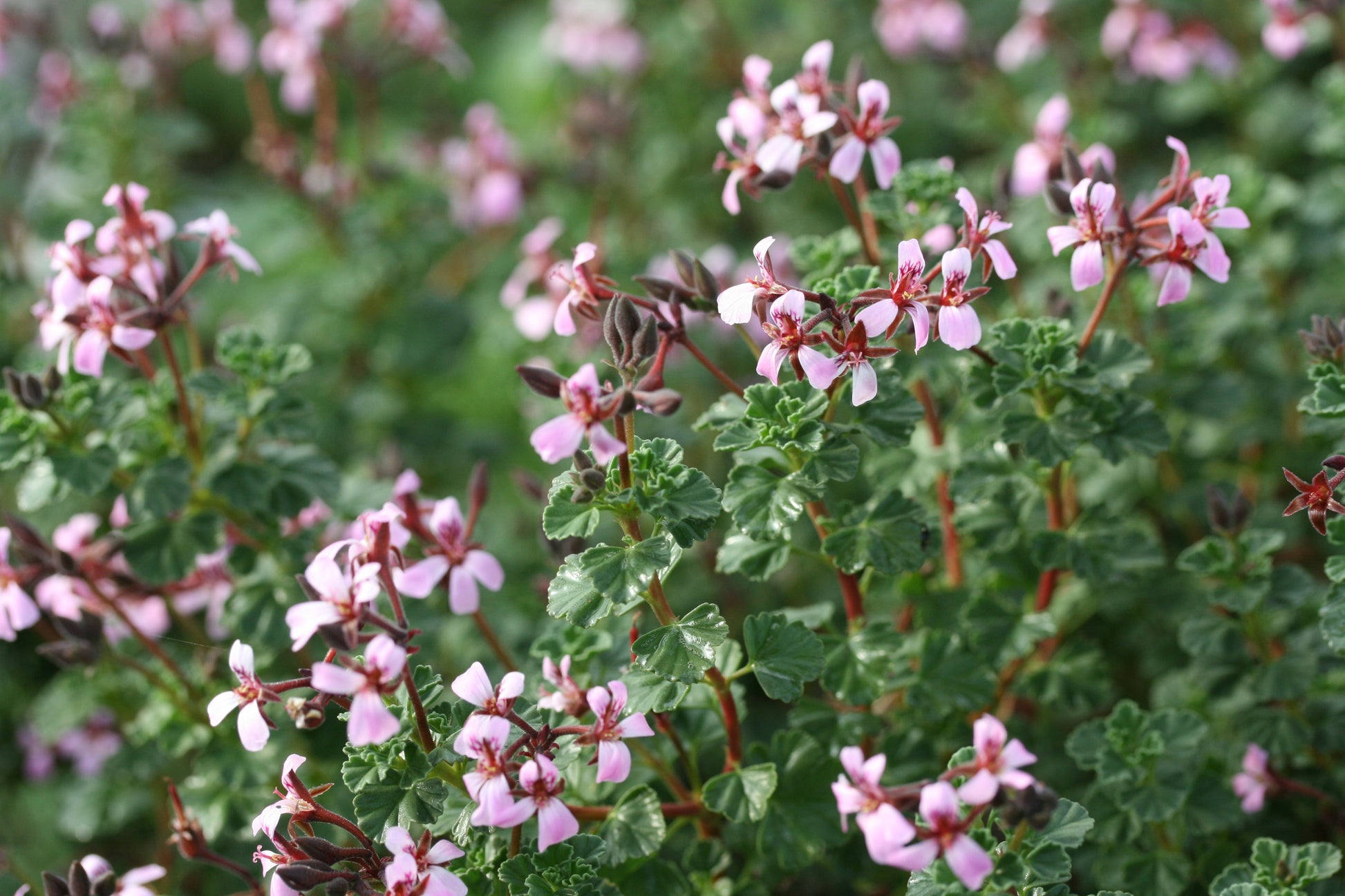 PELARGONIUM exstipulatum. Close-up of pink flowers with green leaves on a blurred green background