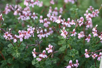 PELARGONIUM exstipulatum. Pink flowers with green leaves on a blurred natural background