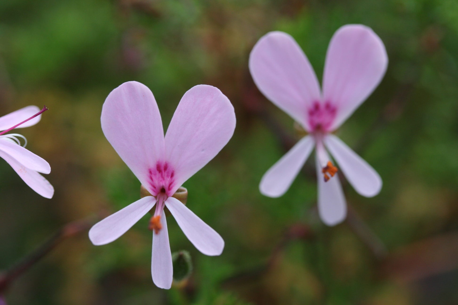 PELARGONIUM fruticosum flower