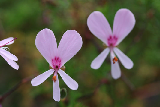 PELARGONIUM fruticosum flower