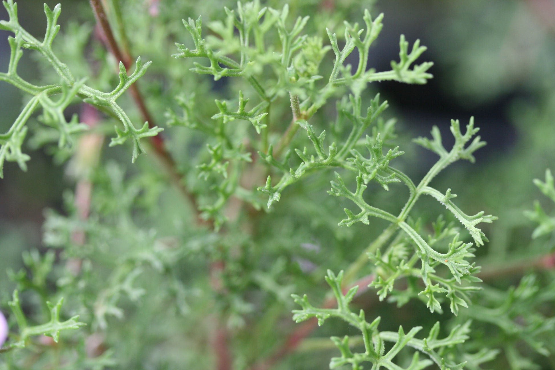 PELARGONIUM fruticosum leaf