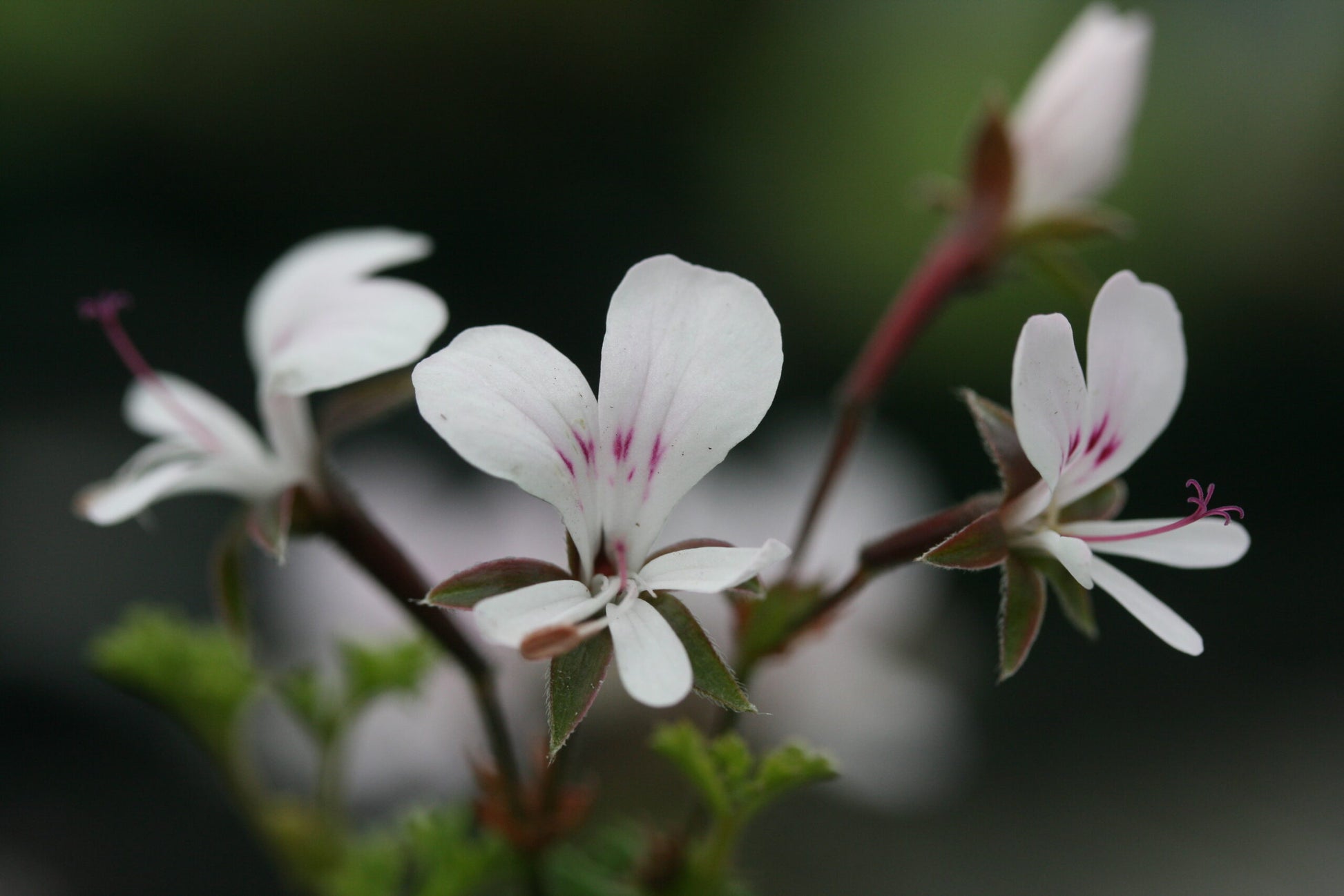 PELARGONIUM fruticosum Woottens Seed Form flower