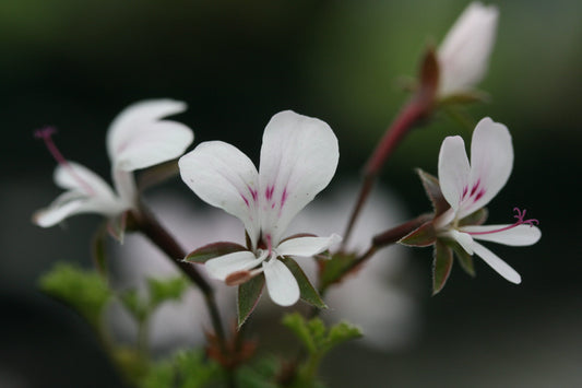PELARGONIUM fruticosum Woottens Seed Form flower