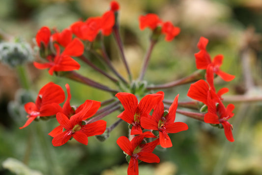 PELARGONIUM fulgidum red flower close up