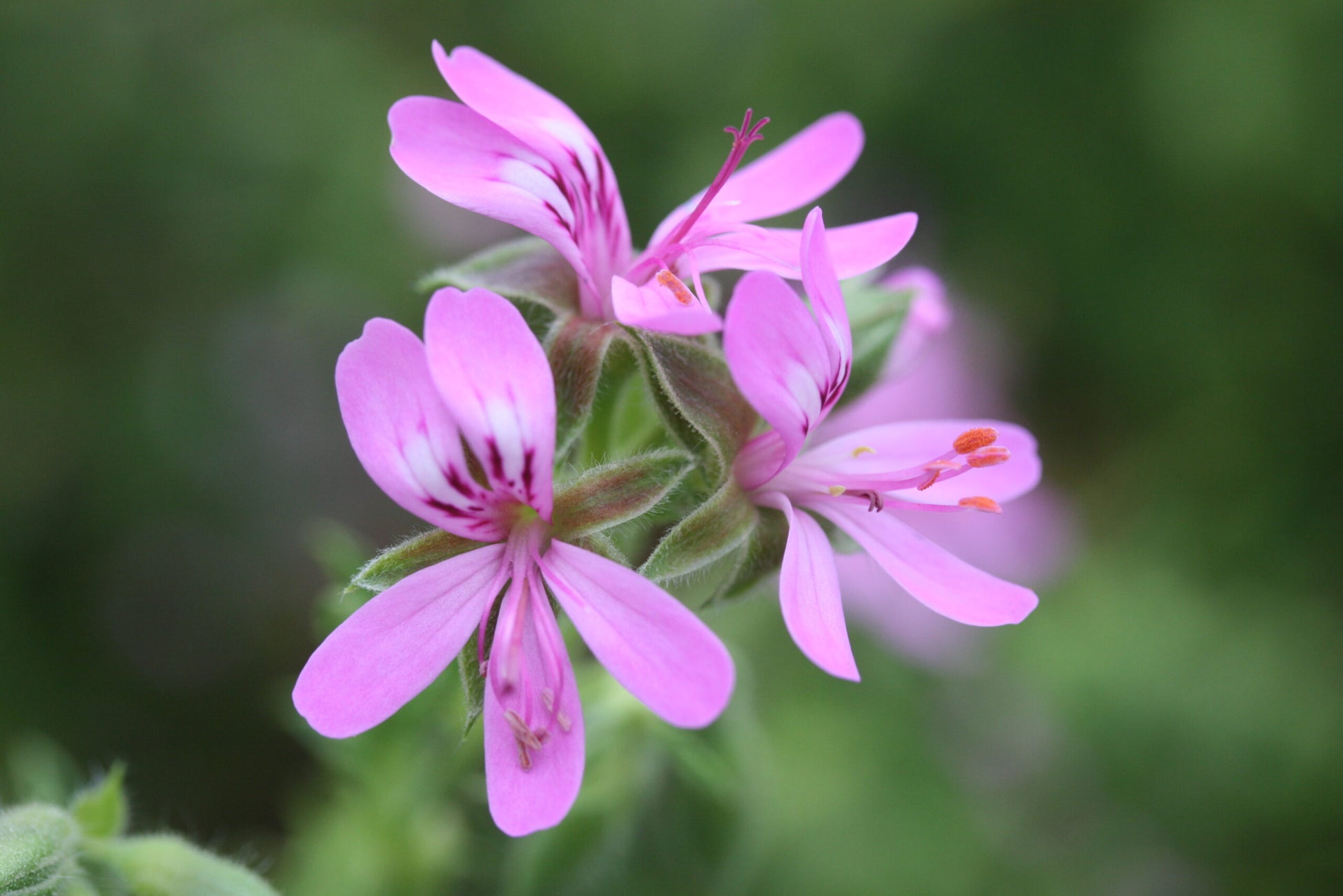 PELARGONIUM glutinosum flower