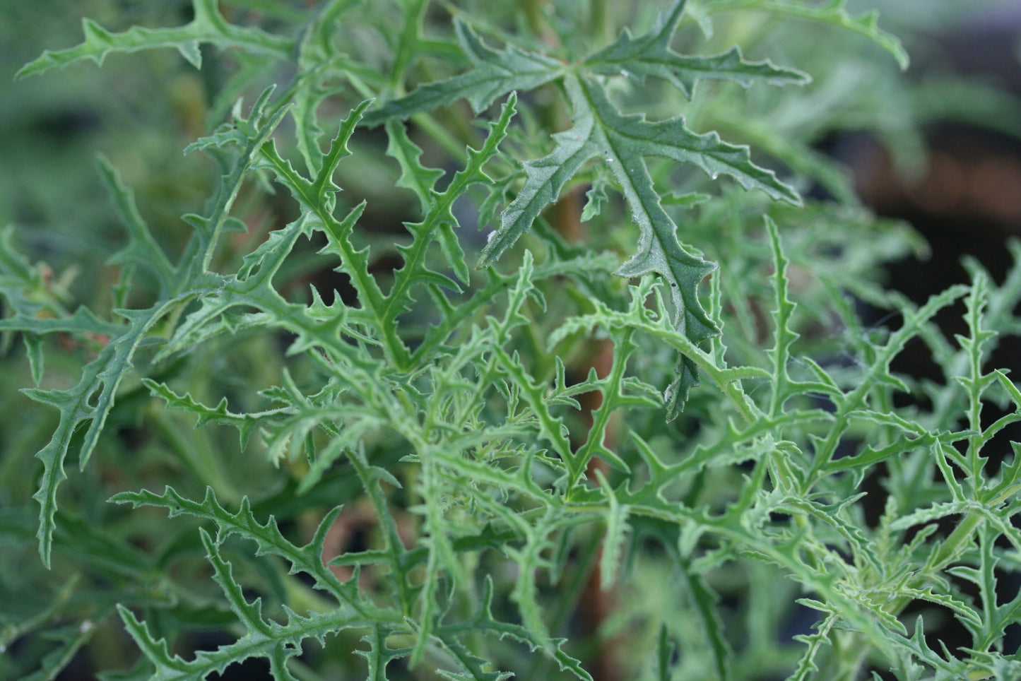 PELARGONIUM glutinosum leaf