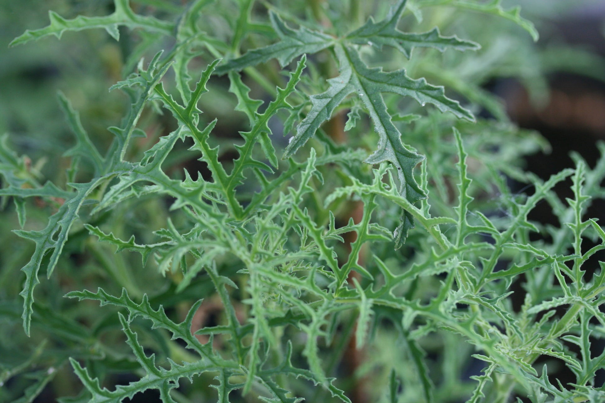 PELARGONIUM glutinosum leaf