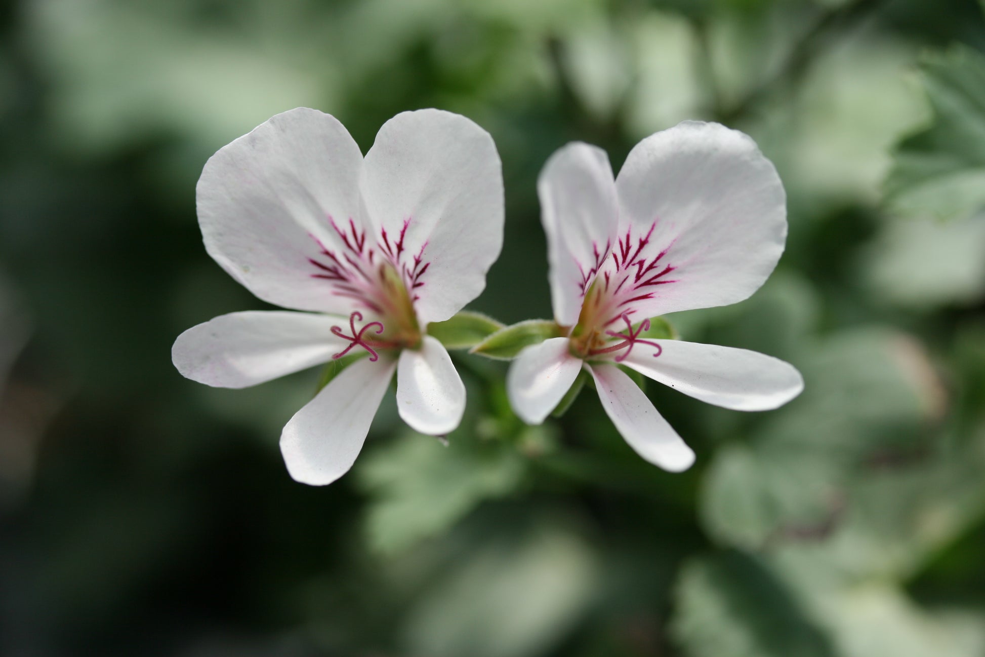 PELARGONIUM grandiflorum flower