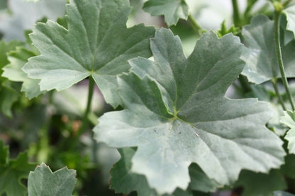 PELARGONIUM grandiflorum leaf