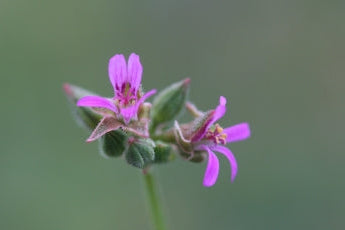 PELARGONIUM grossularoides flower
