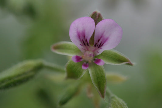 PELARGONIUM hispidum flower
