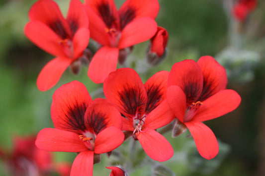 PELARGONIUM ignescens flower