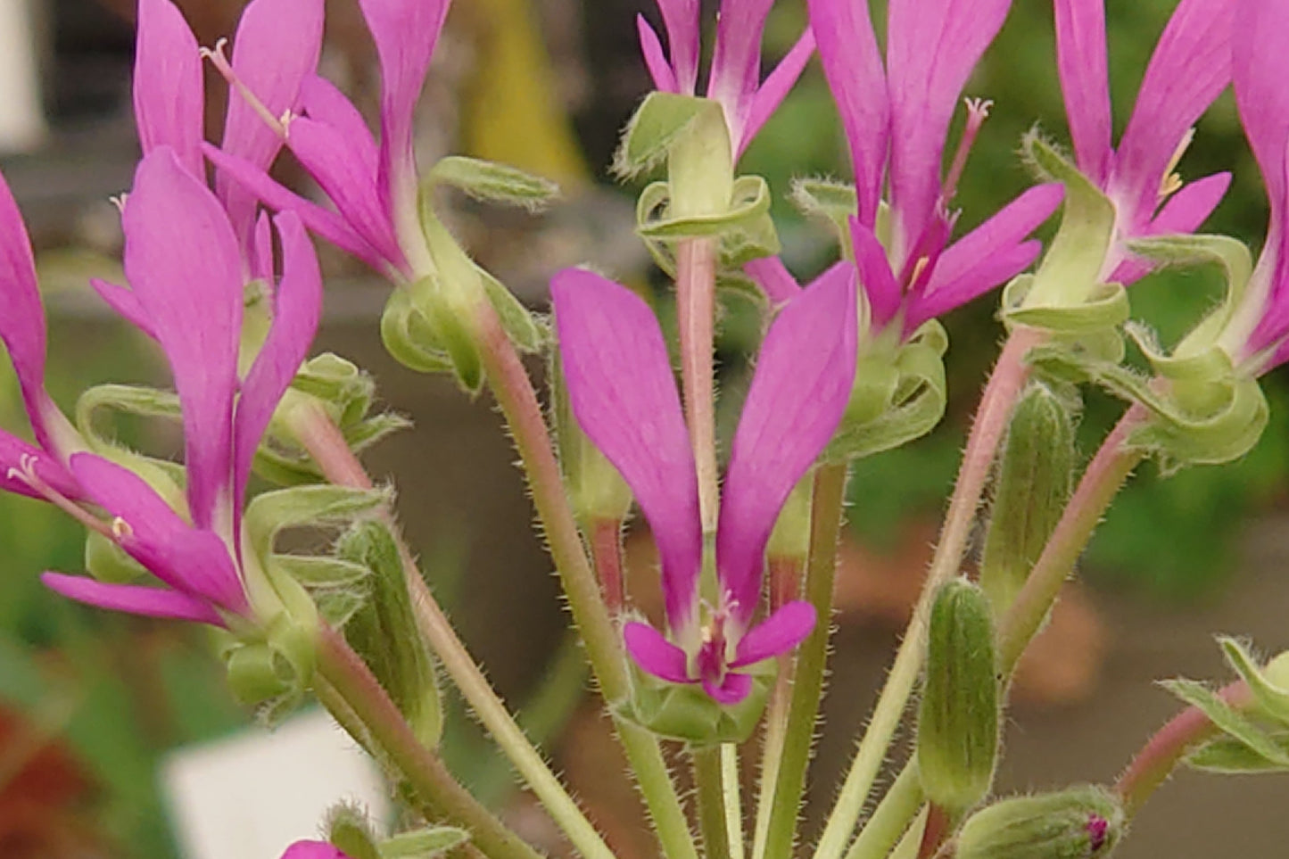 Close-up of a pink flower with green stems and leaves, blurred pots in the background.