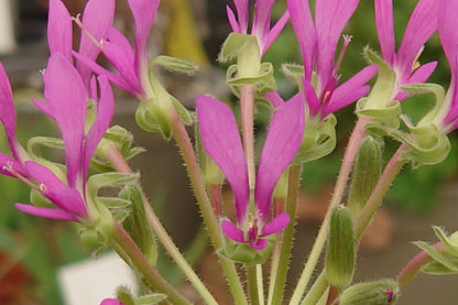 Close-up of a pink flower with green stems and leaves, blurred pots in the background.