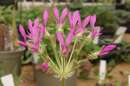 Pink flowers in a greenhouse setting with plants and pots in the background