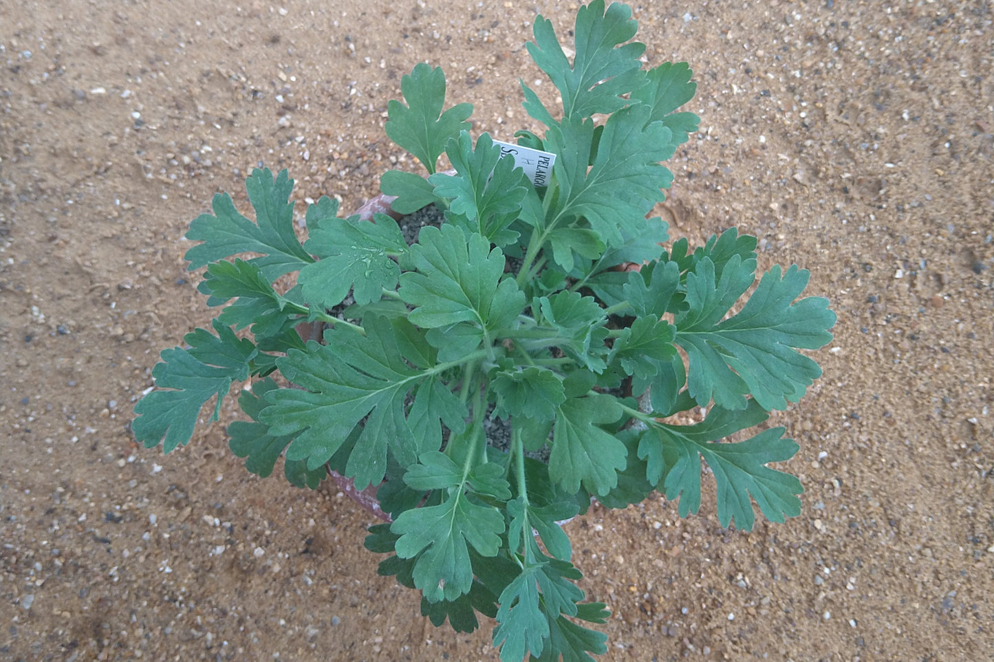PELARGONIUM incrassatum
leaves