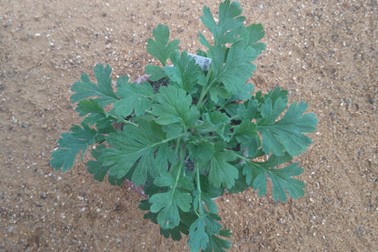 PELARGONIUM incrassatum
leaves