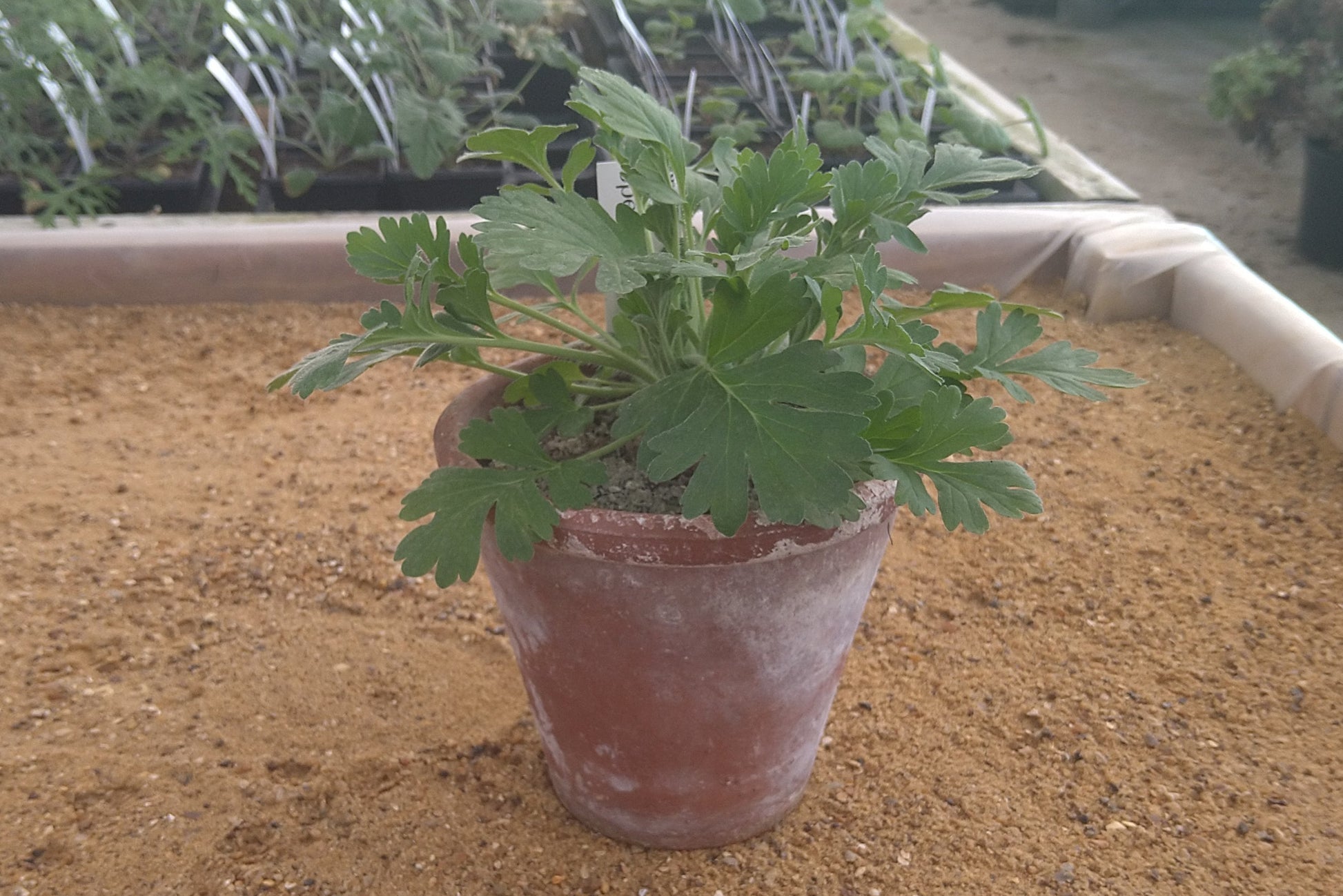 Potted PELARGONIUM incrassatum in leaf
