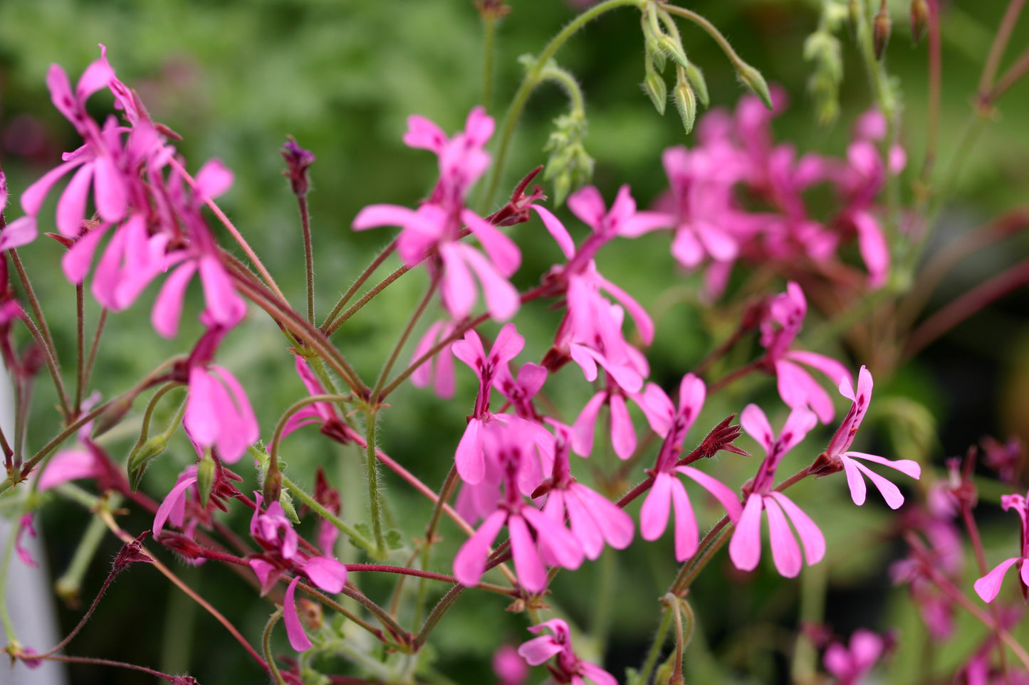 PELARGONIUM ionidiflorum flower