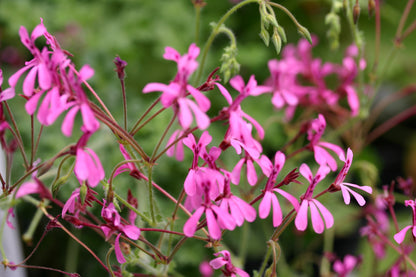 PELARGONIUM ionidiflorum flower