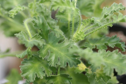 PELARGONIUM ionidiflorum leaf