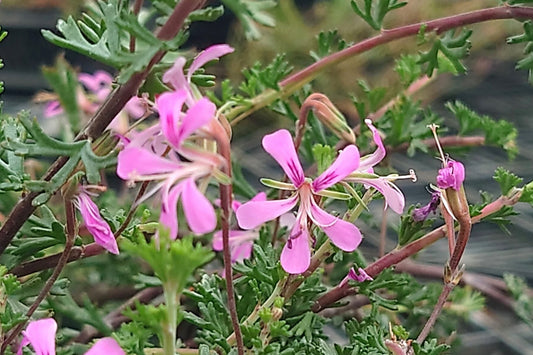 PELARGONIUM karooicum flower