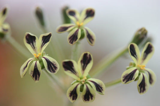 PELARGONIUM lobatum flower