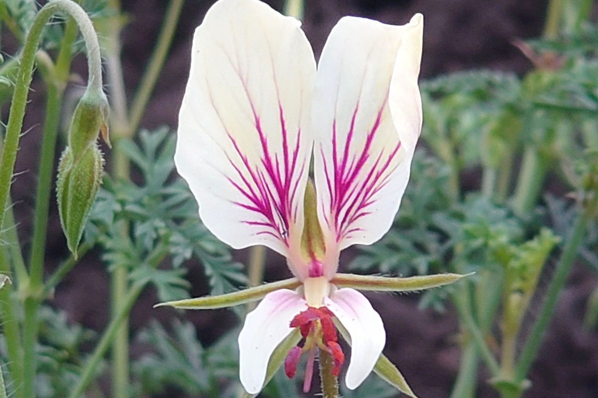 PELARGONIUM longicaule flower