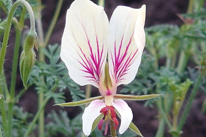 PELARGONIUM longicaule flower