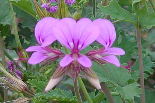 PELARGONIUM multicaule ssp. multicaule. Close-up of a pink flower with green leaves in the background