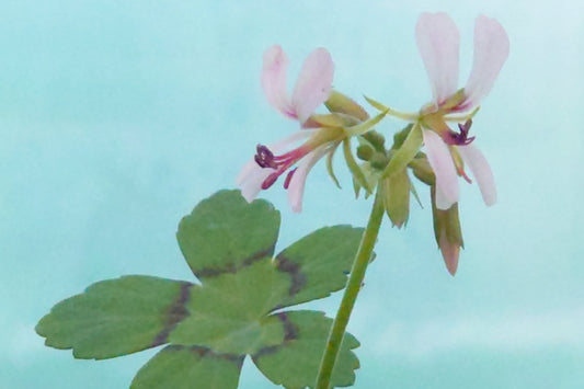 PELARGONIUM mutans. Pale pink flowers with green leaves on a light blue background