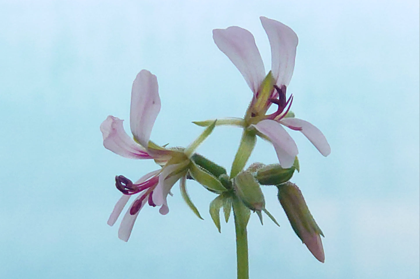 PELARGONIUM mutans. Close-up of a pale pink flower with green stems against a light blue background