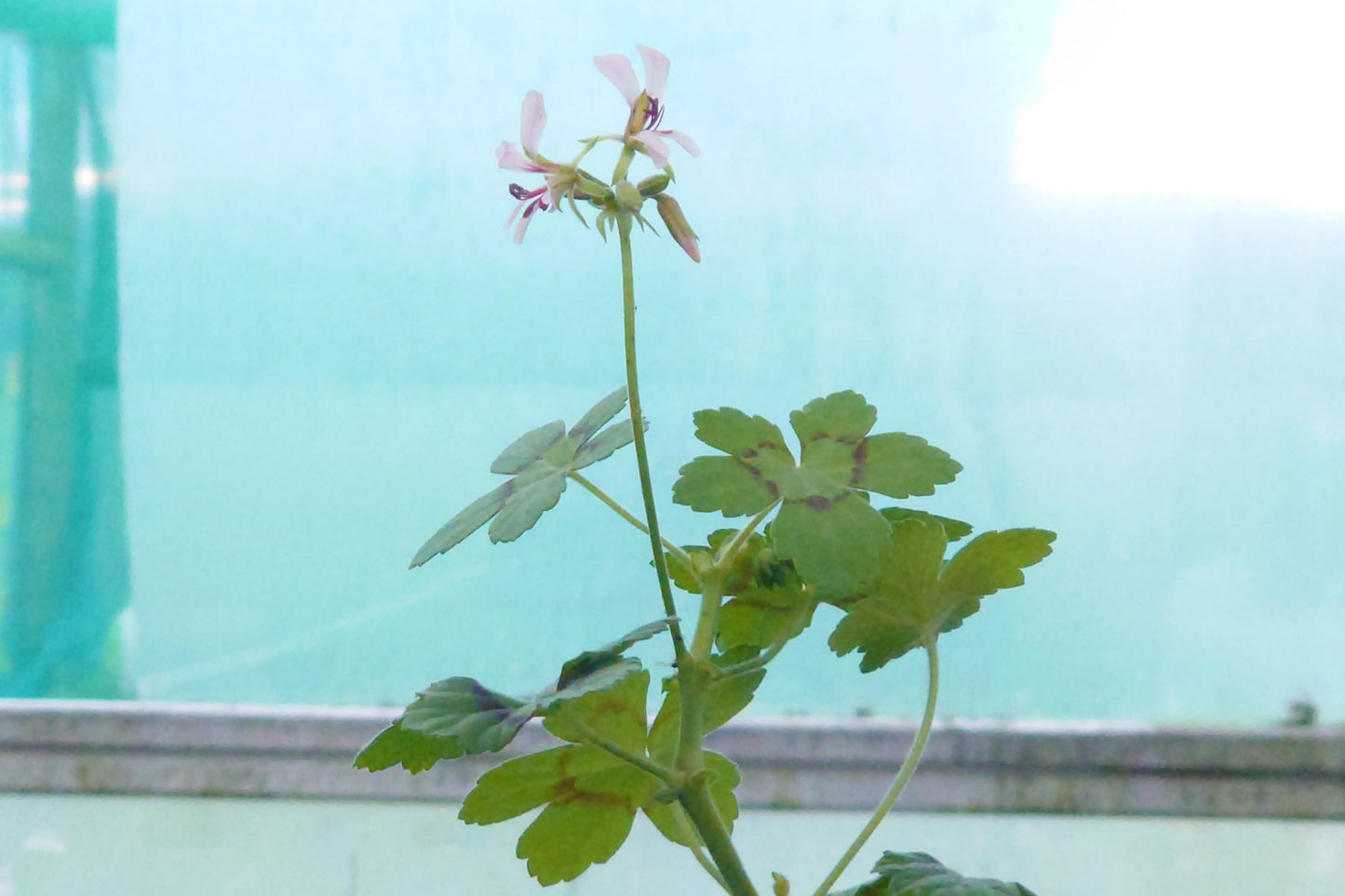 Small green plant with flowers against a light blue background
