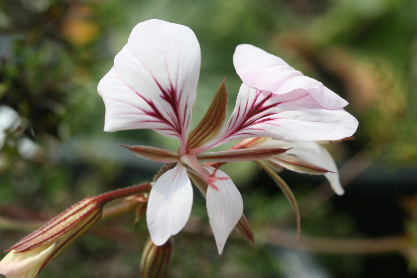 PELARGONIUM myrrhifolium var coriandrifolium flower