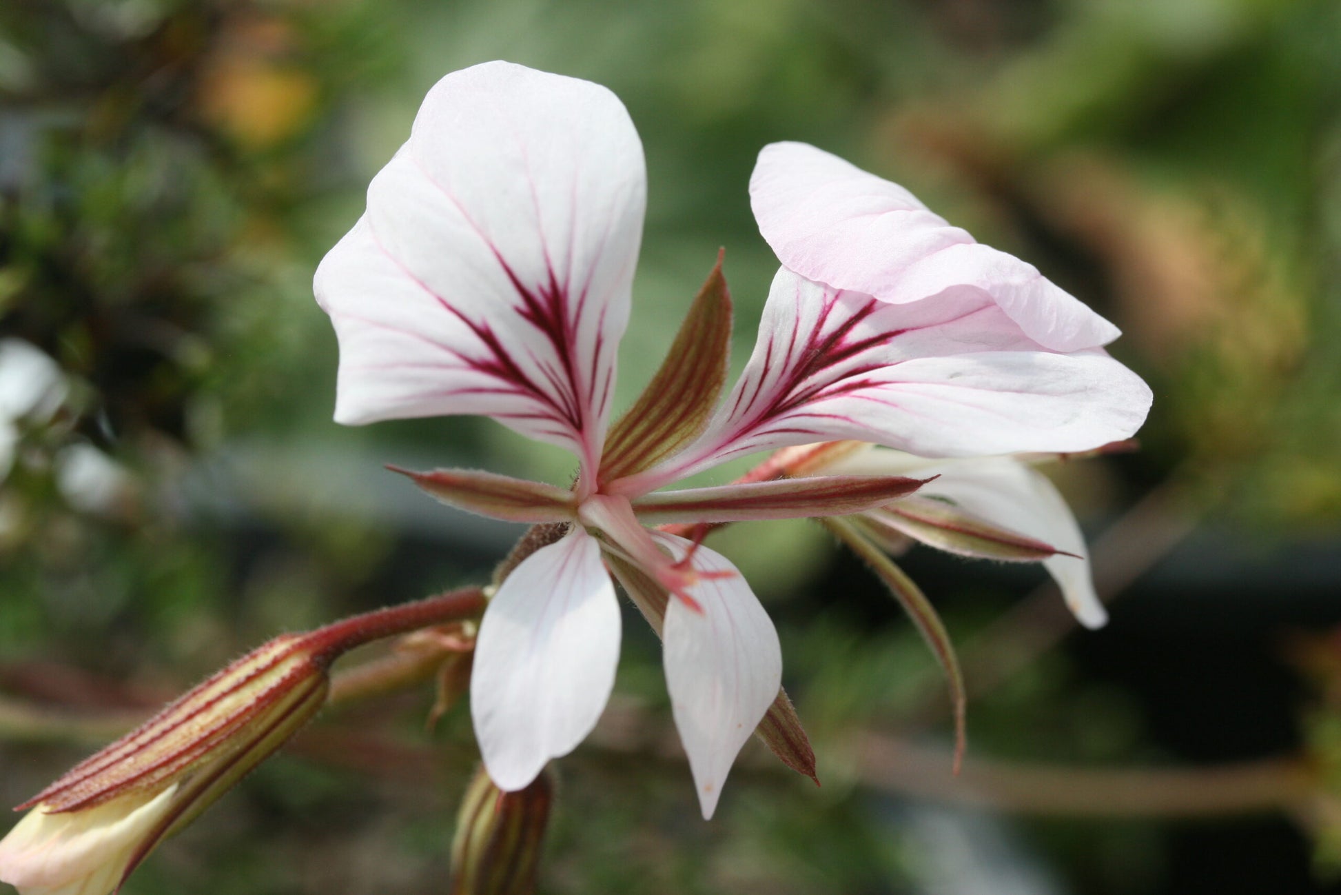 PELARGONIUM myrrhifolium var coriandrifolium flower