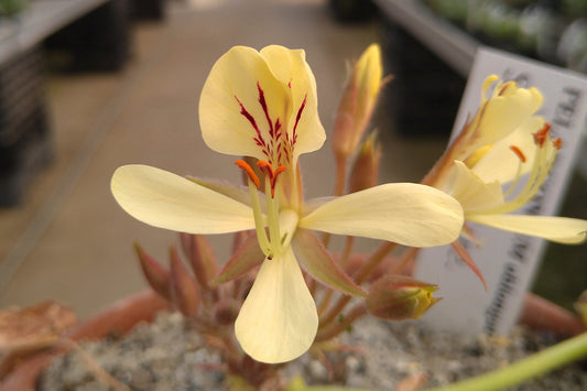 Close-up of a yellow flower with red center in a pot, blurred background