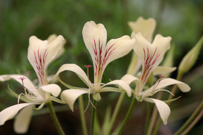 Close-up of pale yellow flowers with red stamens on a blurred green background