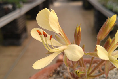 Close-up of a yellow flower with a blurred background