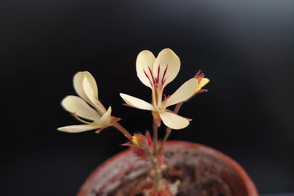 PELARGONIUM oblongatum