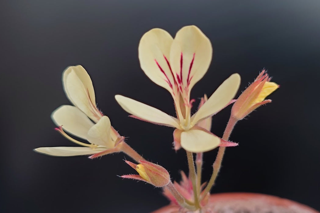 PELARGONIUM oblongatum
