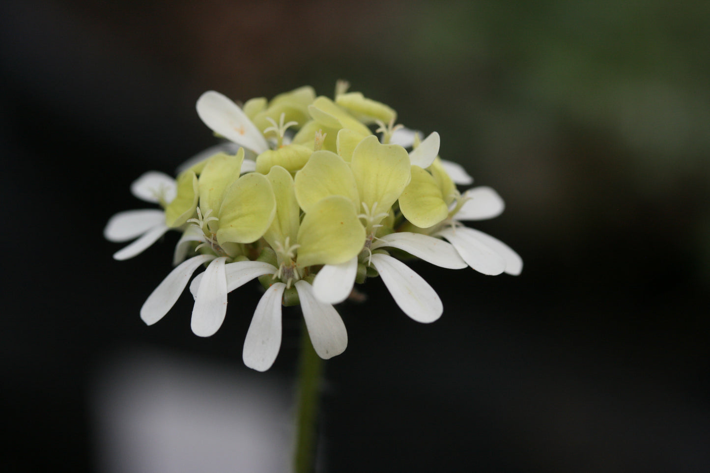 PELARGONIUM ochroleucum flower