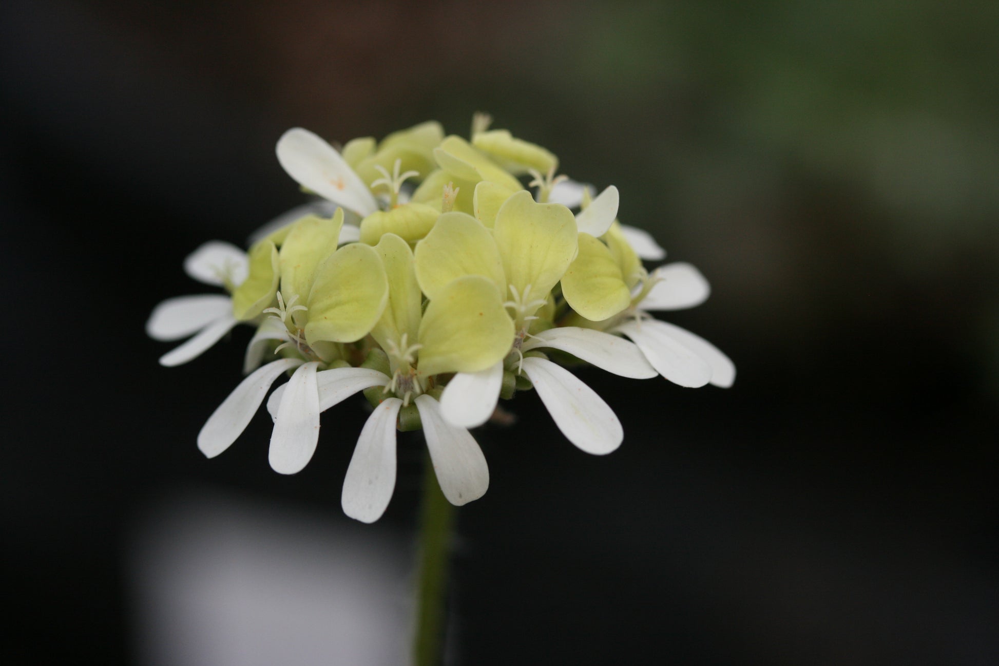 PELARGONIUM ochroleucum flower