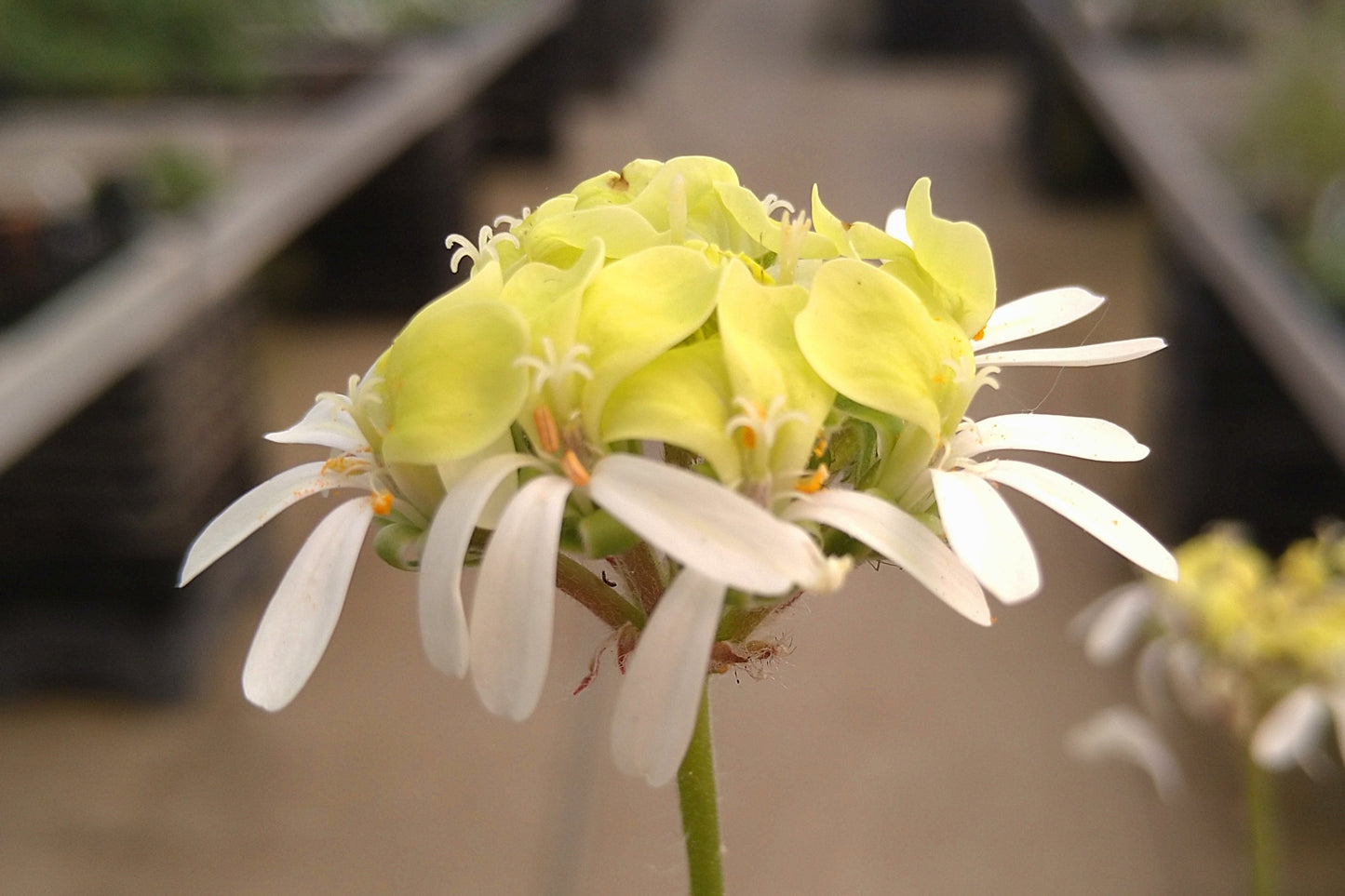 PELARGONIUM ochroleucum flower
