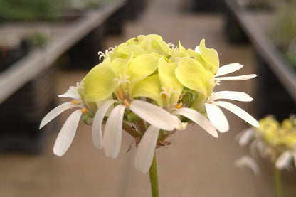 PELARGONIUM ochroleucum flower