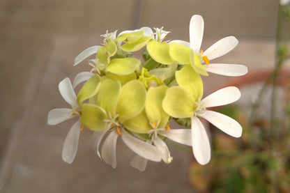 PELARGONIUM ochroleucum flower