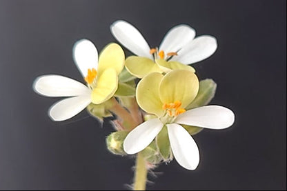 PELARGONIUM ochroleucum