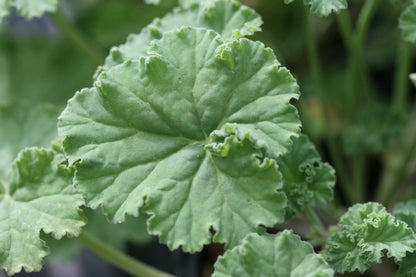 PELARGONIUM odoratissimum leaf