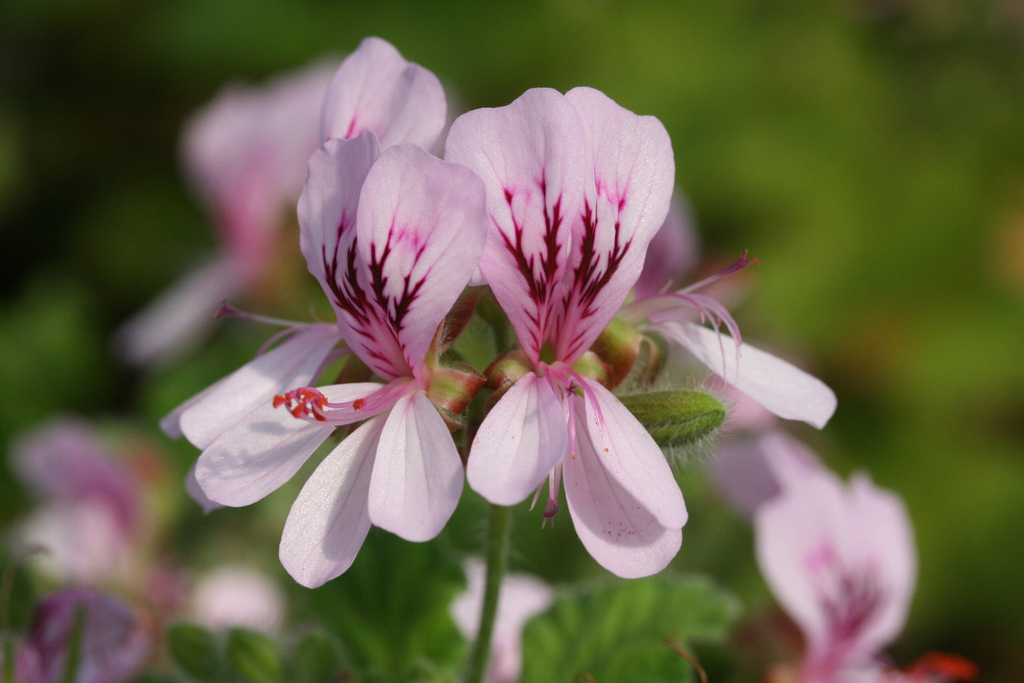 PELARGONIUM panduriforme flower