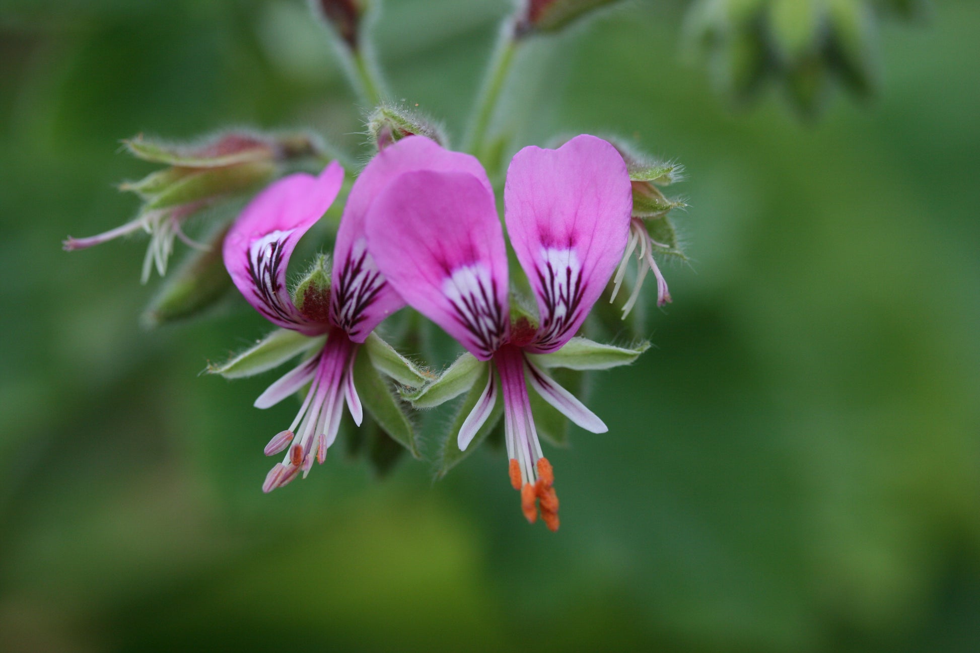 PELARGONIUM papilionaceum flower