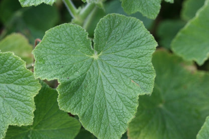PELARGONIUM papilionaceum leaf